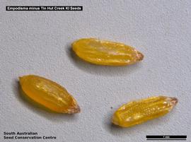   Seeds:   Empodisma minus ; Photo by South Australian Seed Conservation Centre, used with permission
